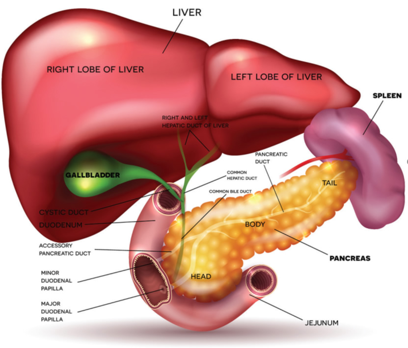 Pancreas illustration