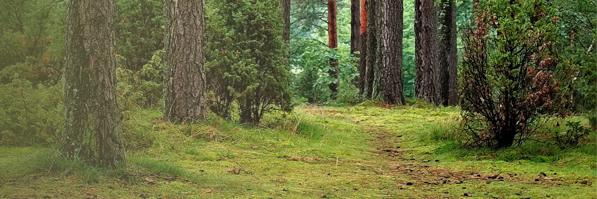 Green Rain Forest